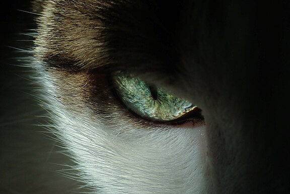 Close up einer Katze